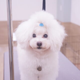 NO DOG NO LIFE